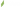 Pidola